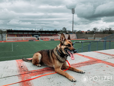 Schäferhund im Südweststadion in Ludwigshafen