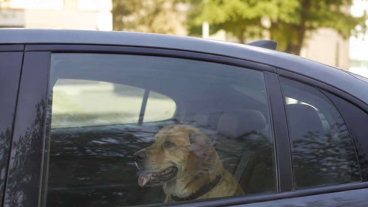 Hund im Auto
