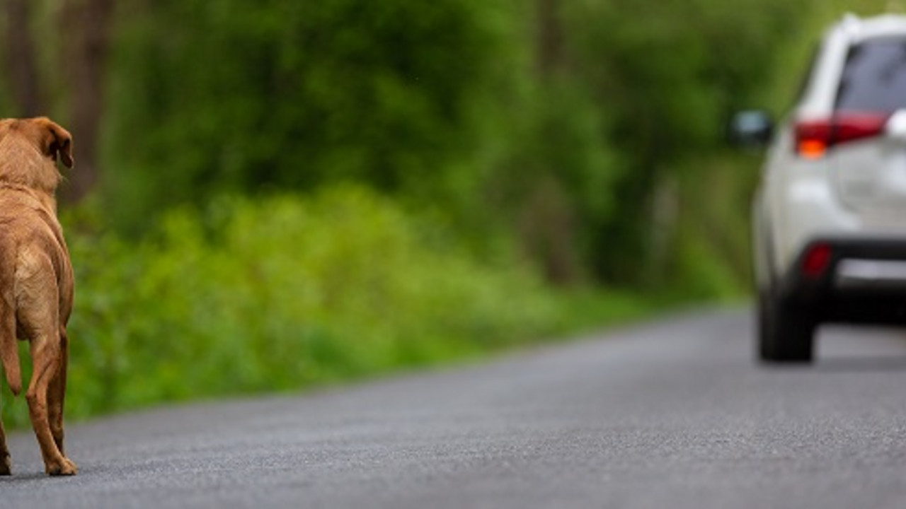 Hund auf eine Straße, wegfahrendes Auto im Hintergrund